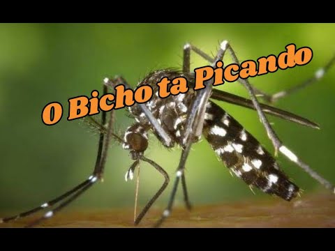 O Bicho tá Picando