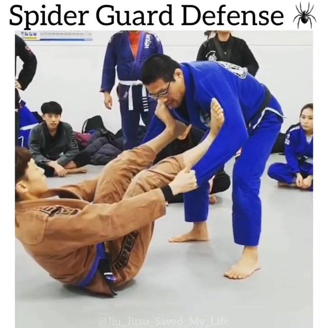 Spider Guard Defense