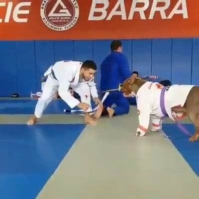 Training Dog Jiu Jitsu